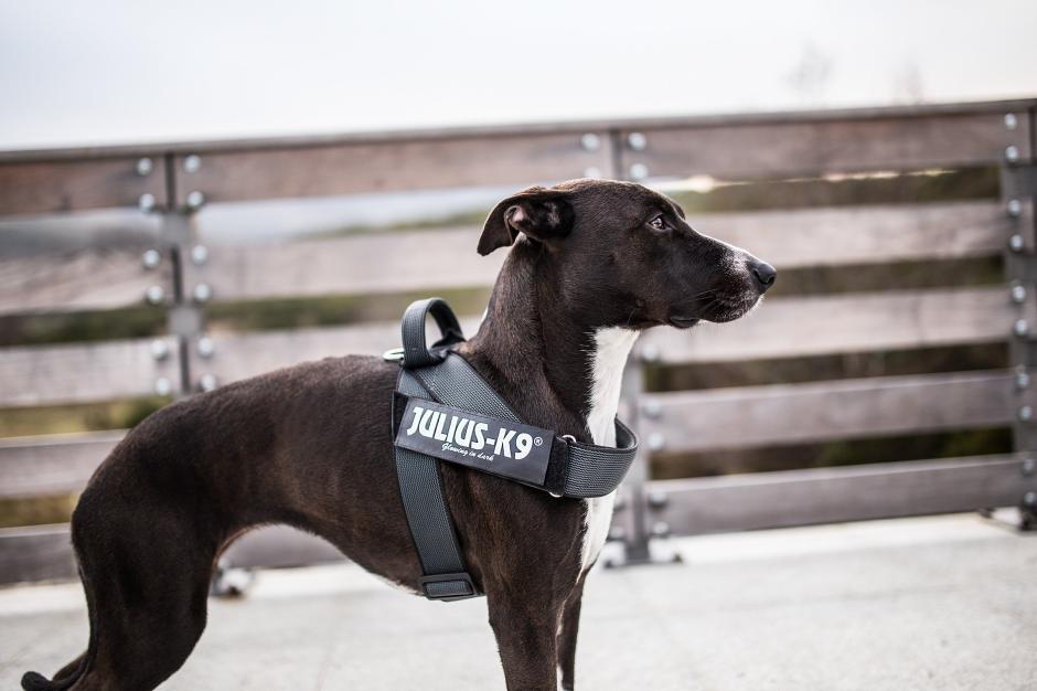 Julius-K9 C&G Sele til din hund | Tinybuddy